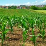 corn plant on field