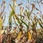 shallow focus photo of yellow corns