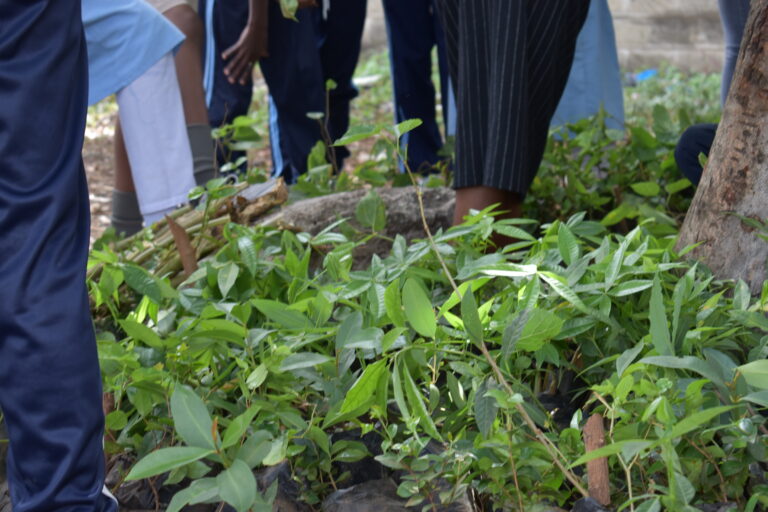 tree planting