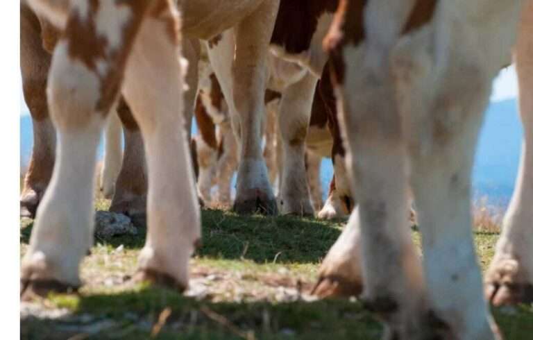 Woman arrested after slashing cows’ legs