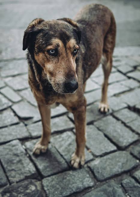 New Bill Seeks to Regulate Animals Kept in Nairobi City County