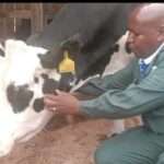 Alex-Gathii-tending-a-cow