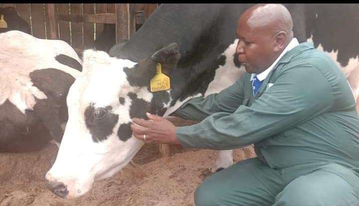 Alex-Gathii-tending-a-cow