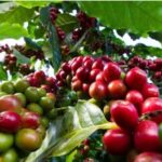 A photo showing coffee berries.