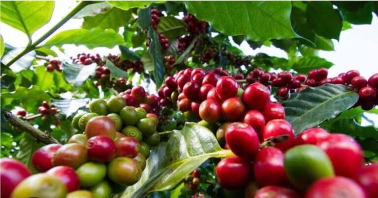 A photo showing coffee berries.