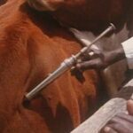 vaccination of livestock in Kenya.