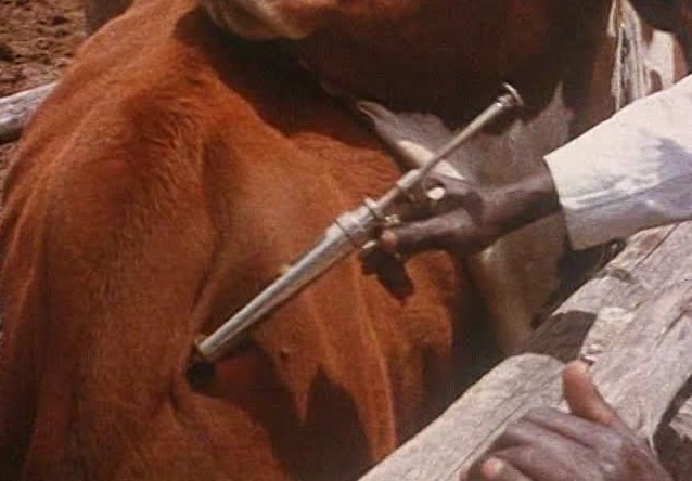 vaccination of livestock in Kenya.