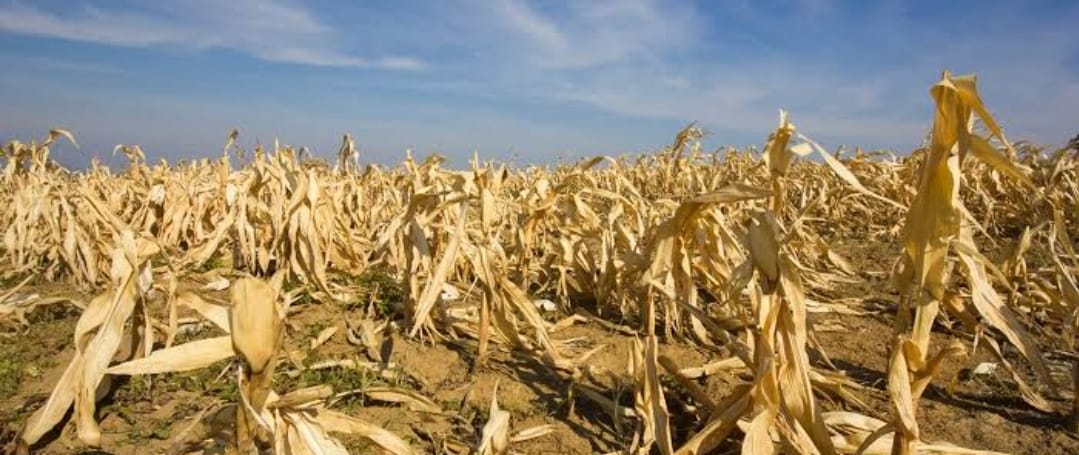 A photo of dried maize.