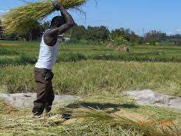Rice farmer