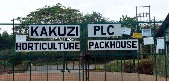 Kakuzi Factory, Mabuyu, Muranga County.