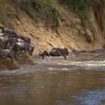 Wildbeast Migration at Masaai Mara.