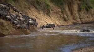 Wildbeast Migration at Masaai Mara.