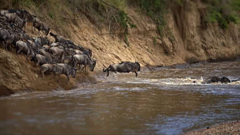 Wildbeast Migration at Masaai Mara.
