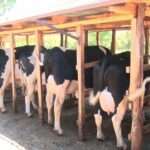Dairy Cows