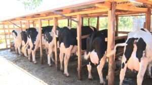 Dairy Cows